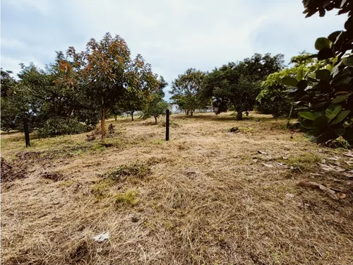 Se Venden Lotes En Quimbaya - Quindío
