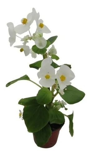 Begonia Floración Blanca+ Mix Aleatorio De Semillas
