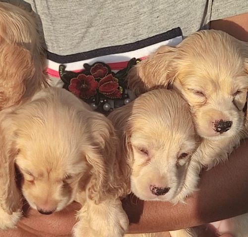 Cachorros Cocker Spaniel Listos Para La Entrega Hembras Y Va