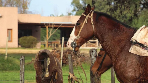 Imagen 10 de 11 de Venta Lote Chacras Olivia 1,5 H Zarate Permuta