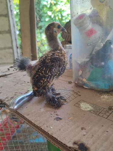 Sedosos Del Japón Gallinas