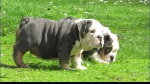 Imagen 3 de 9 de Hermosos Bulldogs Inglés Blue Precio De Oferta Navidad