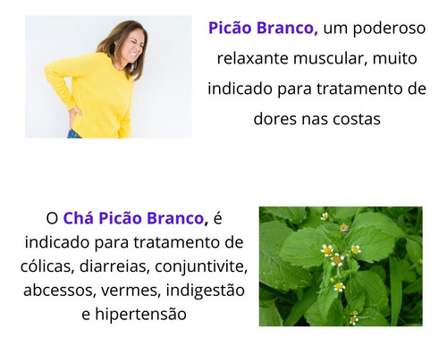 Picão Branco Chá De Carrapicho | Erva 100% Pura