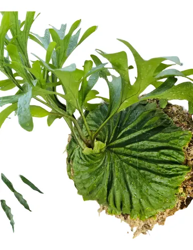 Platycerium Ridleyi | MercadoLivre