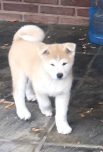 Cachorro Akita Inu