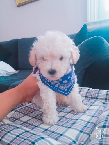Cachorros Caniche Mini Toy