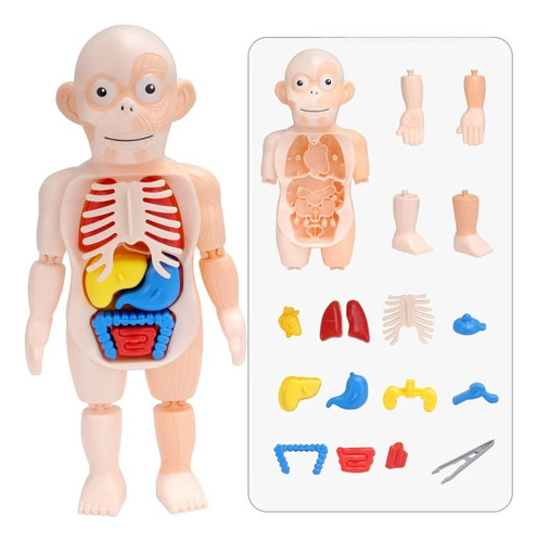 Rompecabezas 3d Montessori Juguete Educativo Cuerpo Humano