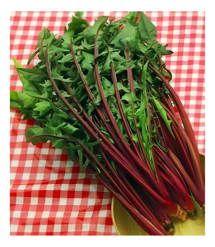 Achicoria Catalonia Roja Julia - 20 grs de semillas