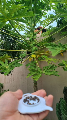 50 Semillas De Papaya Hembra Orgánicas Brotan 100%