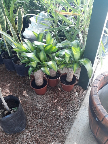 Planta Palo De Agua Tronco Grueso !!!!
