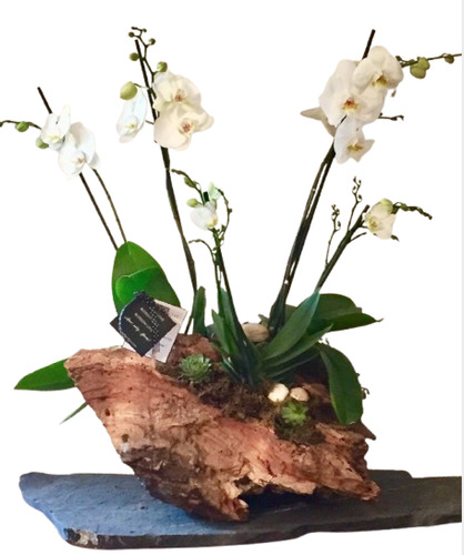 Orquídea Arreglo Floral (6 Varas) Y Suculentas En Tronco