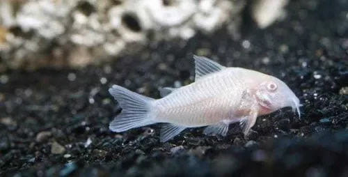 comprar 5 Coridora Albina, Ótima Pra Ajudar Na Limpeza Dos Aquários 