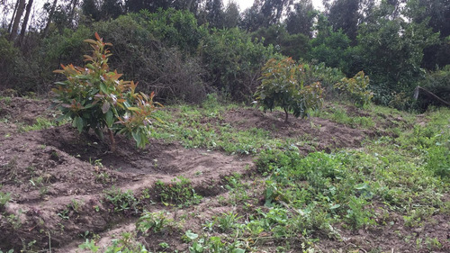 Imagen 5 de 12 de Vendo Terreno En Mira Carchi 4000 Metros