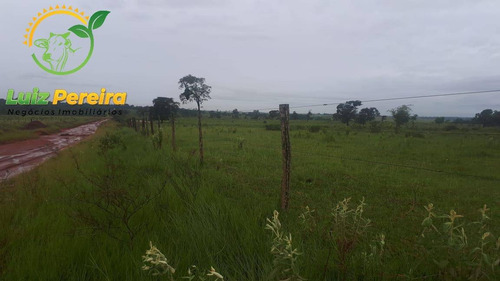 Imagem 3 de 4 de Fazenda À Venda Em Naviraí - Ms - De 140 Alqueires (dupla Aptidão) - 1787