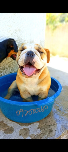 Imagen 5 de 5 de Bulldog Inglés Para Monta O Inseminación