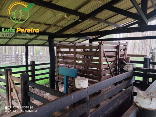 Imagem 14 de 15 de Fazenda À Venda Em Jacunda - Pa - 1.258,4 Hectares (dupla Aptidão) - 2032