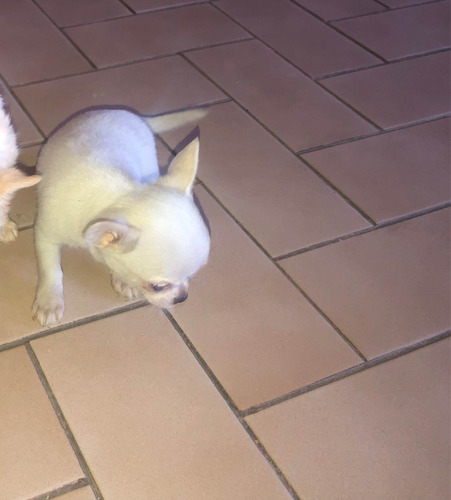 Chihuahua Ultra Mini De Bolsillo