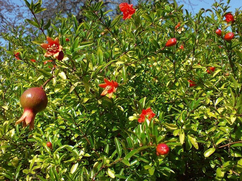 Arbol Frutal De Granada Granado Punica Granatum Tendral