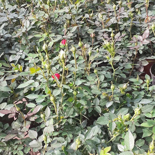 Rosa Rococo, Rosal Arbustivo M14