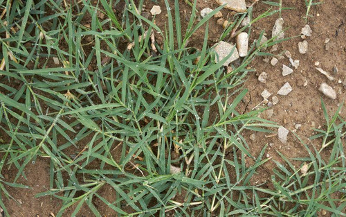 1/2 Kg Semillas De Pasto Cynodon Dactylon - Bermuda ComĂșn