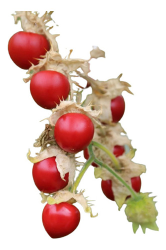 Litchi Tomato Morelle Solanum Sisymbriifolium Sementes