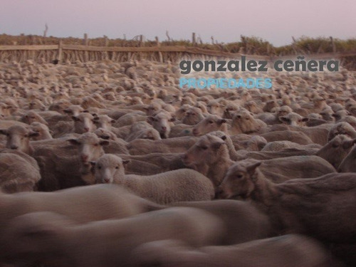Venta Campo Ingeniero Jacobacci