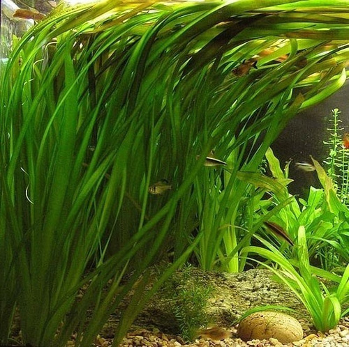 Vallisneria Gigantea Surtida Oferta Solo En Mundo Acuatico