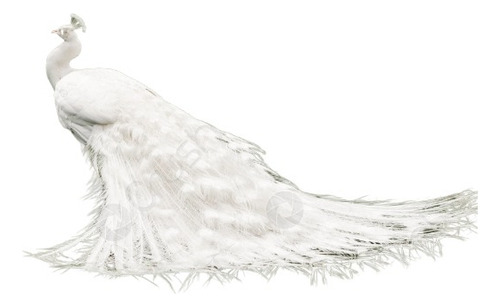 Ovos Galados Férteis Pavão Branco ( 6 Und )