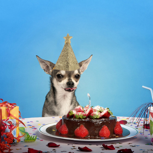 Juego De Sombreros De Cumpleaños Para Perros, Fiesta De Cump