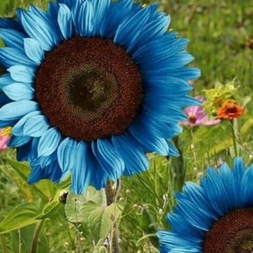 Chuxay Garden Girasoles Azules, Aceite De Medianoche, Flores