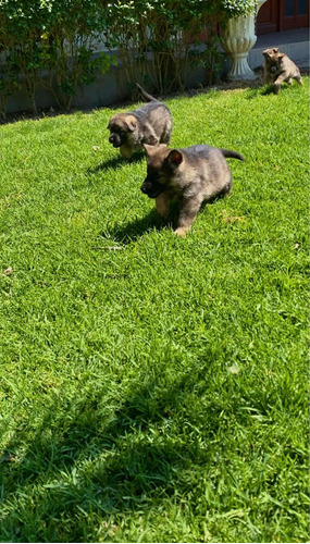 Cachorros Pastor Sable Línea De Trabajo