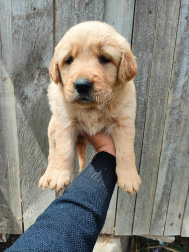 Golden Retriever Hembras