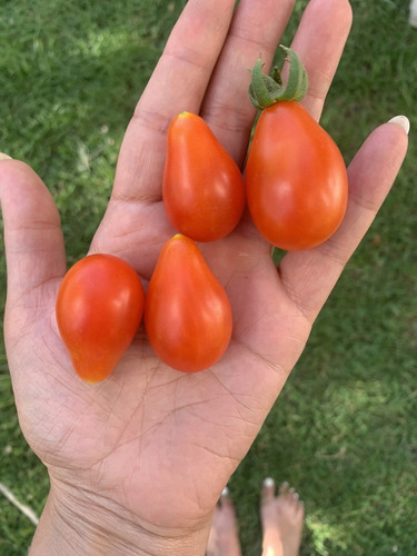 Semillas De Tomate Red Pear (solanum Lycopersicum)