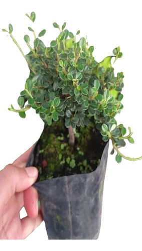 Lote De 5 Cotoneaster Para Mini O Mame Bonsái 