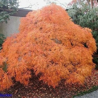 Acer Viridis, Arboles Japoneses De Colección 10lts