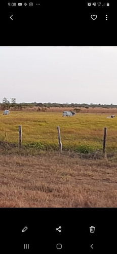 Imagen 15 de 20 de Hato En Edo. Guárico De Ganado Cebú En Venta