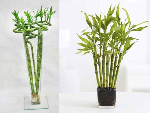Sobre Para Sembrar 15 Plantas Cañas Bambu Mini Decoracion