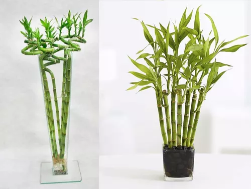 CANAS BAMBU DECORACION - Comprar en BROTES VIVERO