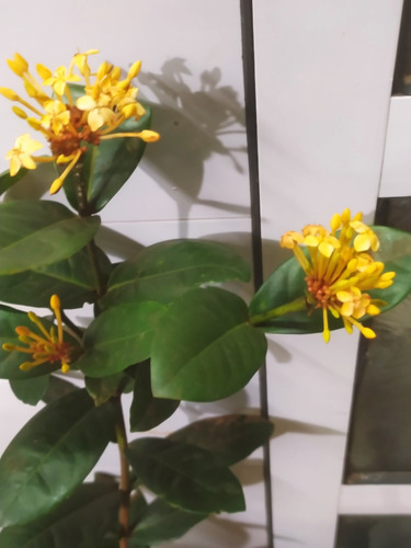 Ixora Coccinea