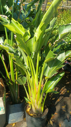 Strelitzia Nicolai (ave Del Paraíso Gigante) 40lts