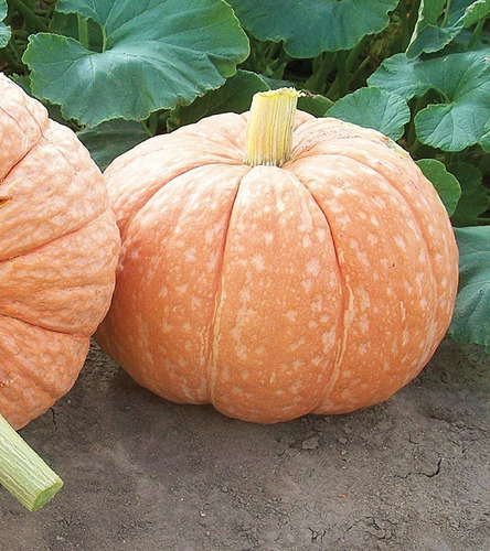 Semillas Calabaza Mr Fungly Hibridas F1 10pz  Rem