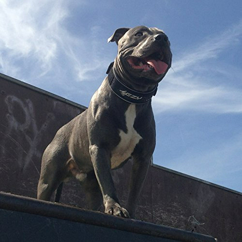 Collar Ancho Para Perro Ezydog Neo Classic