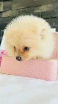 Comprar Pomerania Hembra Y Macho Ojos Azules Cara De Osos... Vip Macho Crema Ojos Azules Oso