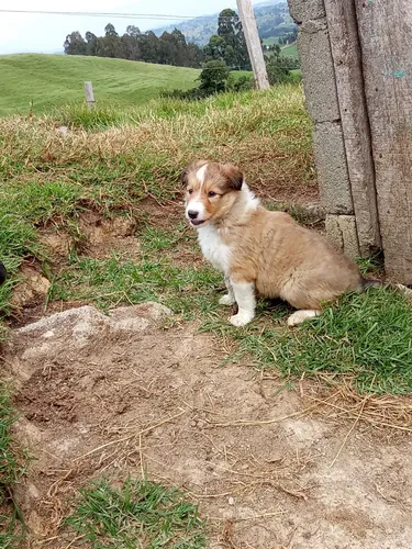 Cachorra Pastor Collie Pura Raza Medellín Animal Pets