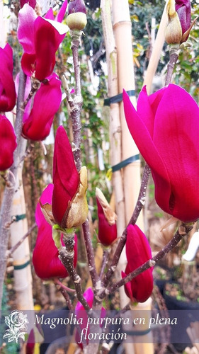 Magnolia Purpura Arbusto Tulipanero De Jardin- | MercadoLibre