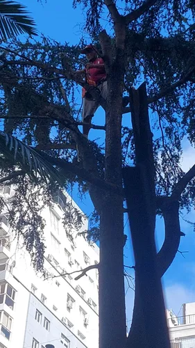 Poda De Arboles Servicio De Poda Tala Extracción De Raíz