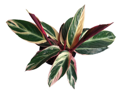 Calathea Pluma De Indio | Triostar | Calathea Stromanthe  