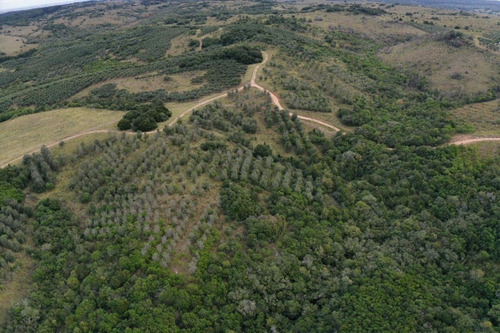 Imagen 13 de 30 de Campo Ovicola En Garzon - 212 Hectareas