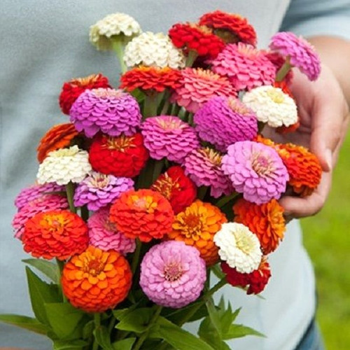 Semillas De Zinnia Liliput Mix. X 10 Gramos 