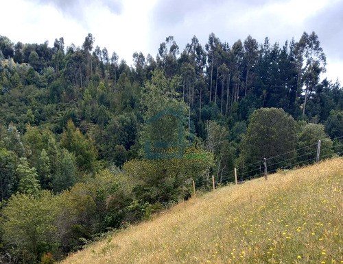Parcela Sector El Mañio - Fresia